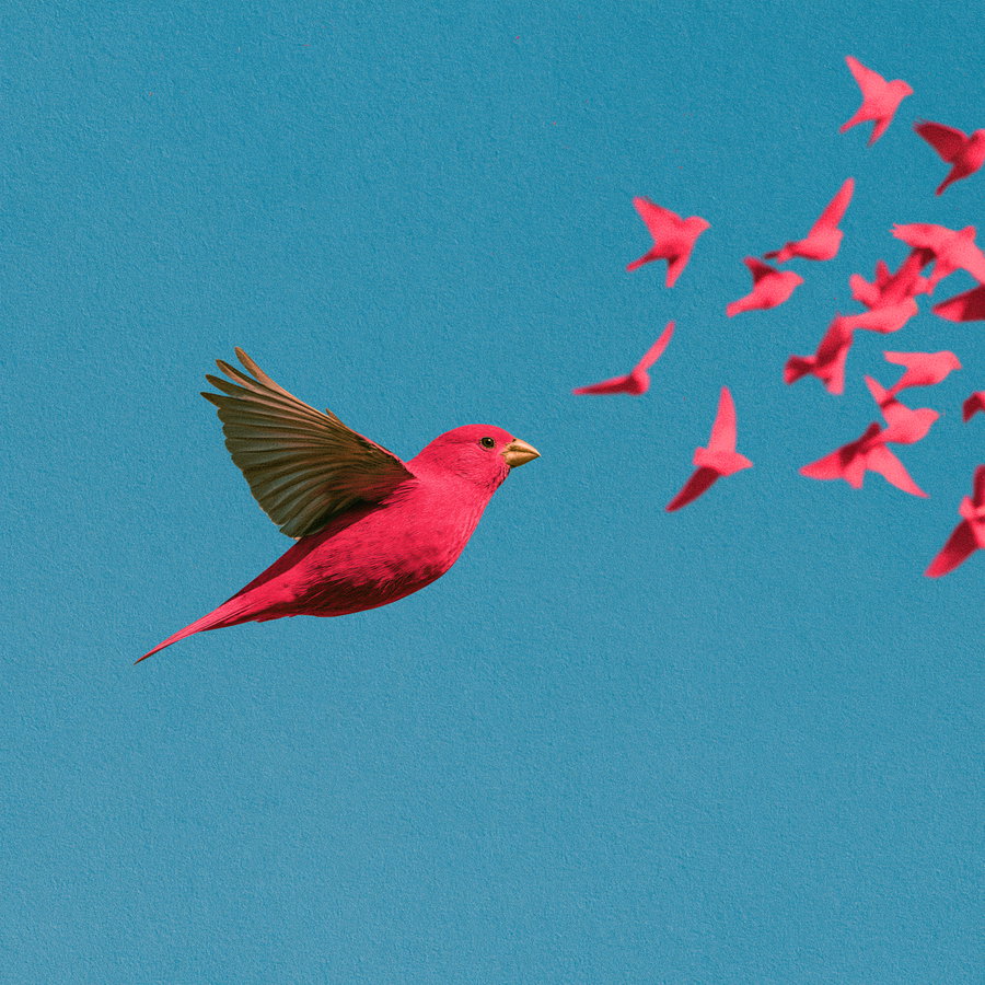 A large red bird flying against a blue textured background toward a flock of smaller red birds on the right side
