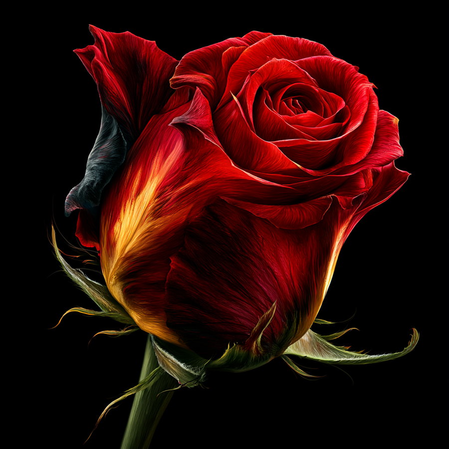Close-up of a red rose with intricate petal details and a green stem set against a black background