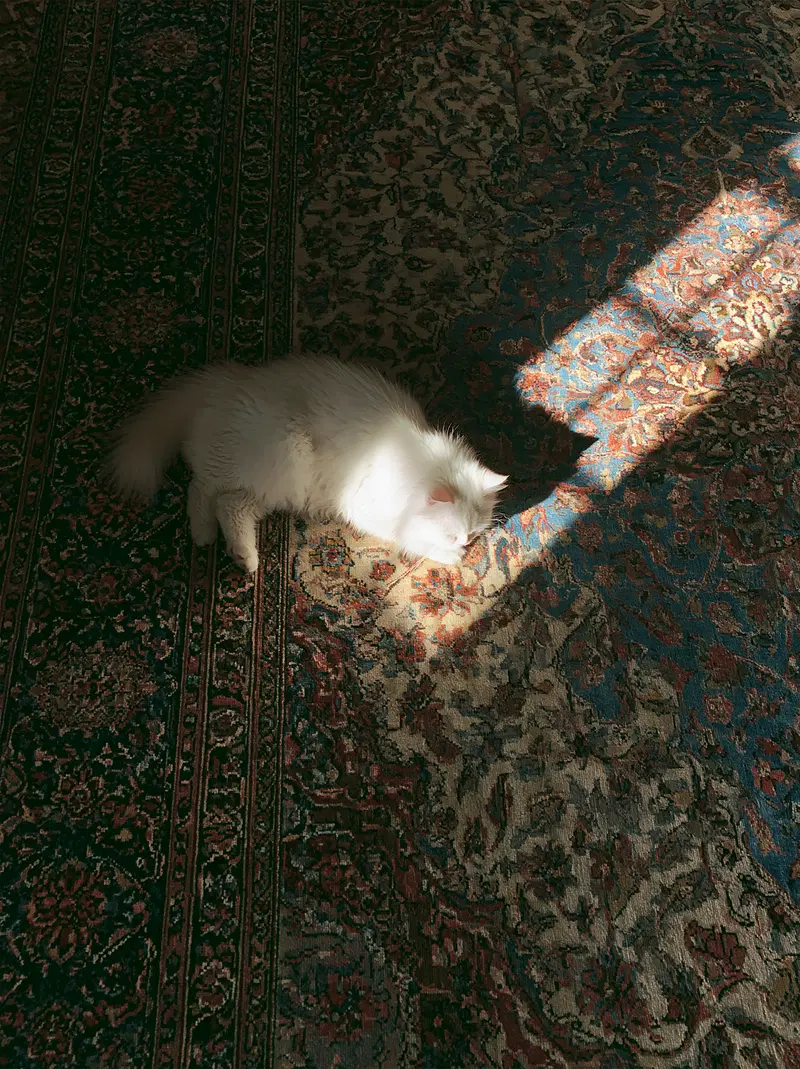 Soft white cat lying on a patterned floor rug with sunlight