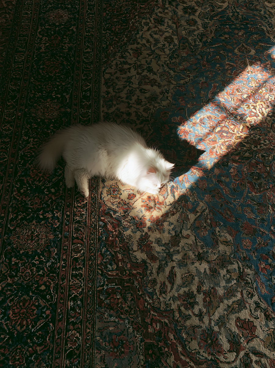 A white fluffy cat resting on a dark, richly patterned oriental rug with a beam of sunlight shining on it