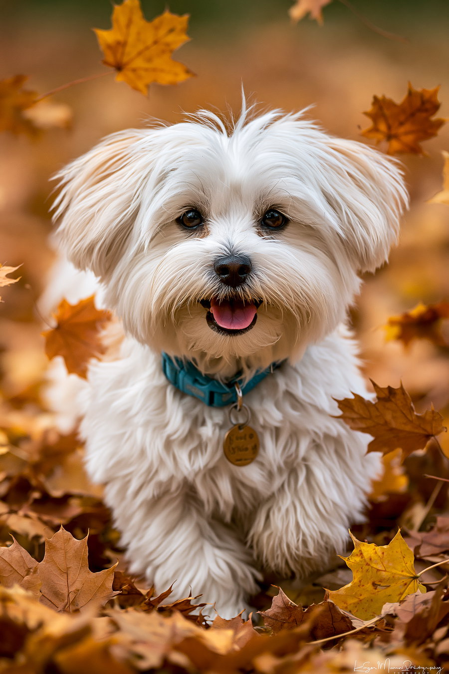 A small white fluffy dog wearing a blue collar is surrounded by orange and yellow autumn leaves, with some leaves falling around it.