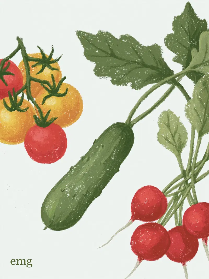 Hand drawn illustration of fresh vegetables including tomatoes cucumber and radishes