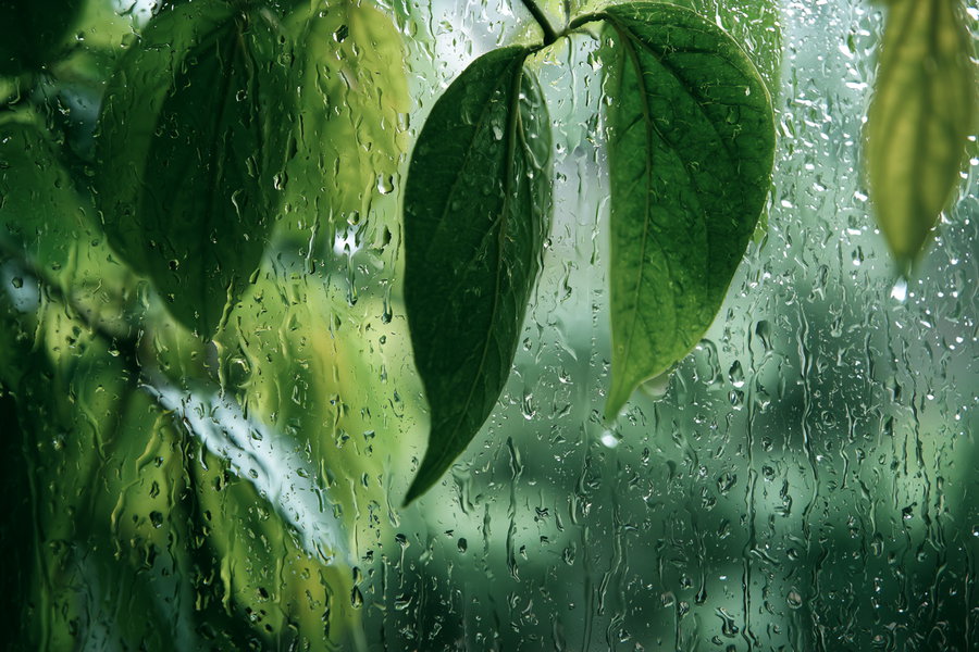 Green leaves with visible veins behind glass with numerous water droplets on it