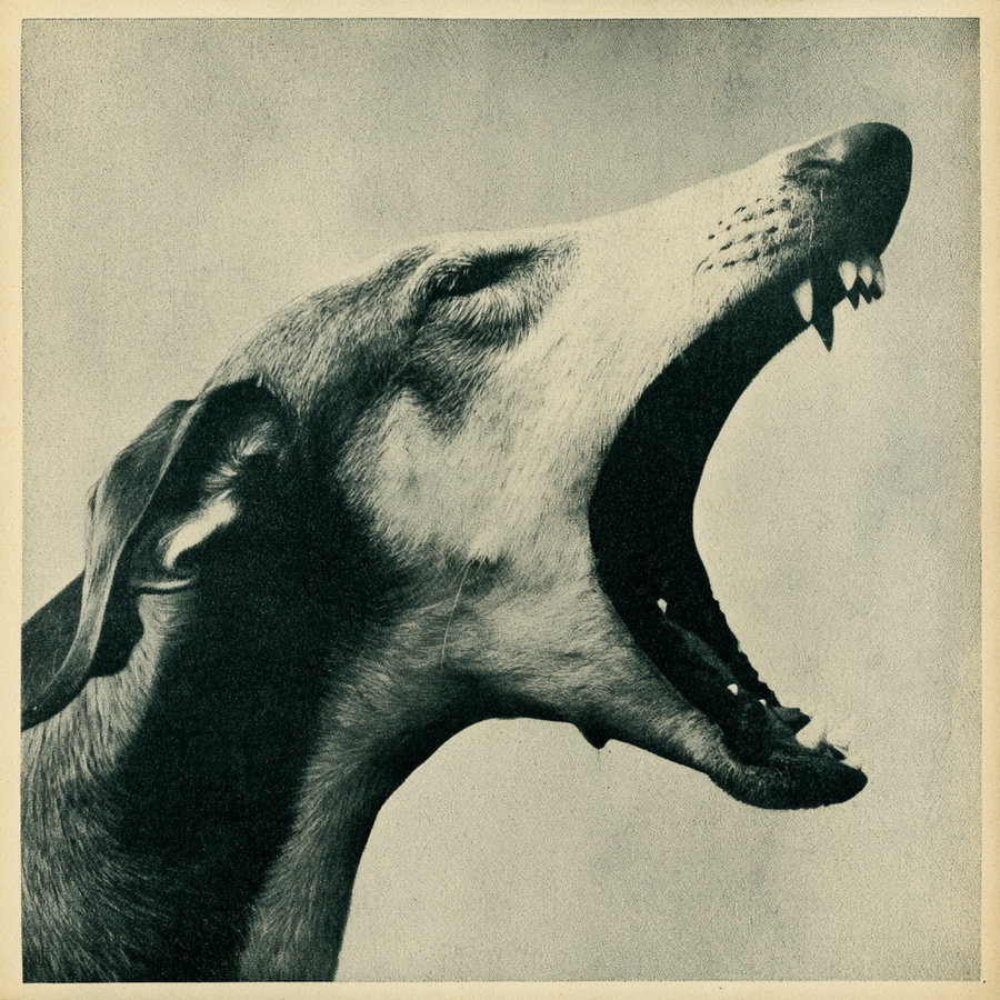 Black and white drawing of a dog's head in profile with mouth open, showing teeth and textured fur