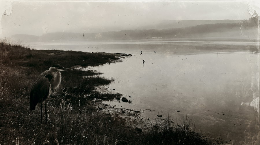 Black and white photograph showing a heron standing on a grassy shore beside a calm lake, with misty hills in the background and a tranquil atmosphere