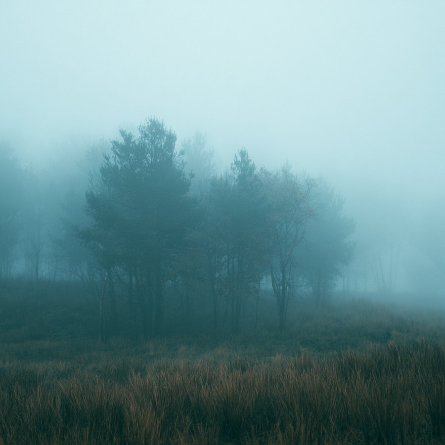 A foggy landscape with a group of coniferous trees surrounded by tall wild grasses, softly blurred by dense mist