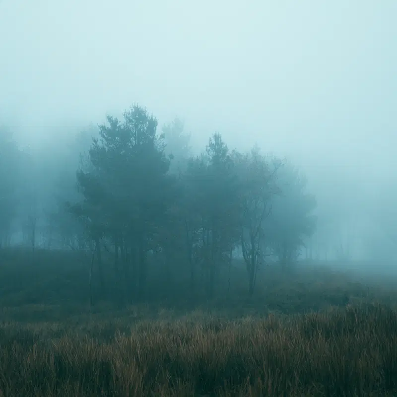 Misty forest landscape with tall grasses and obscured trees