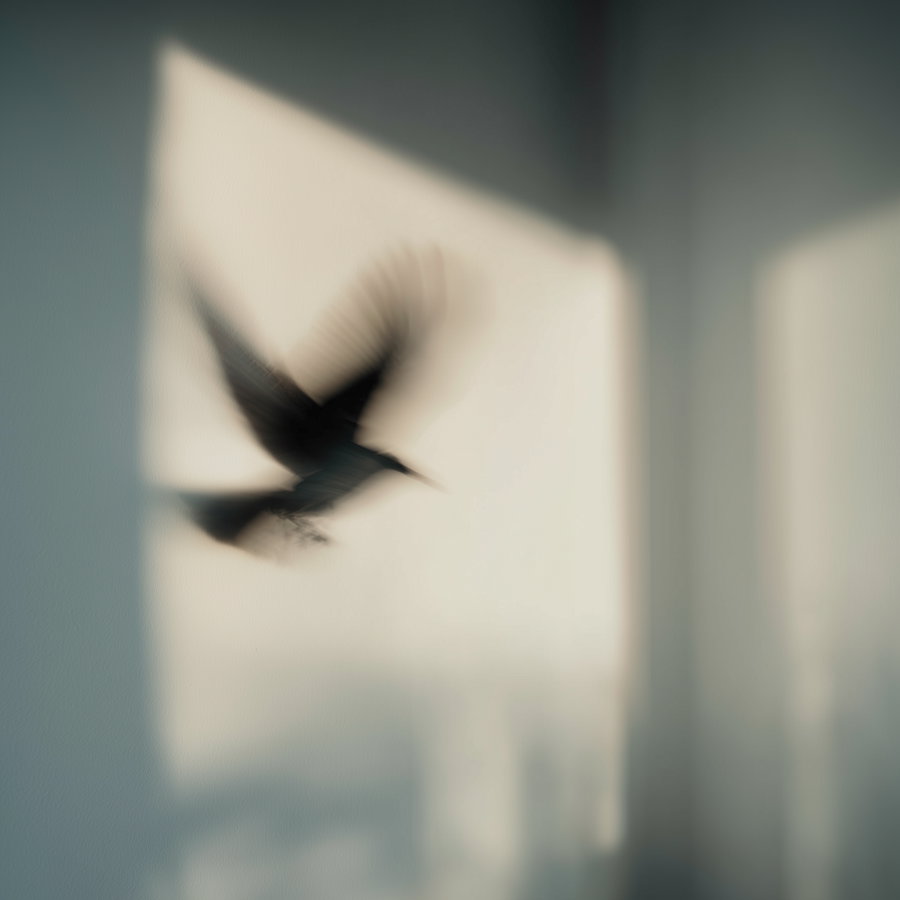 A blurred black bird flying with its wings spread against a pale wall with shadow patterns