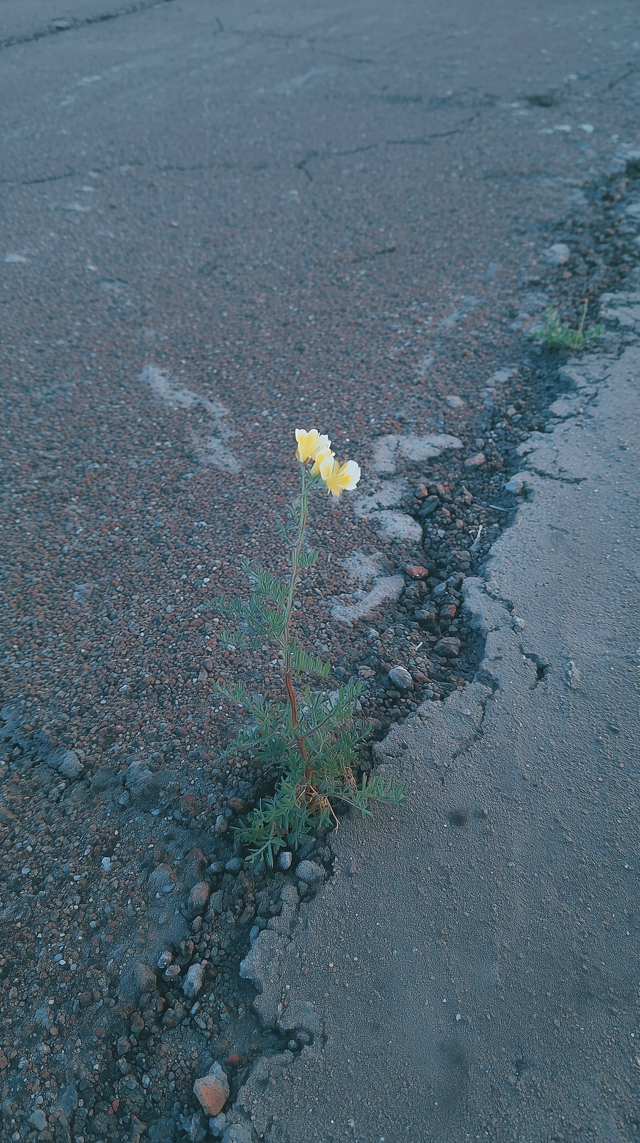 Single yellow flower with green leaves growing through a crack in rough asphalt road and pavement