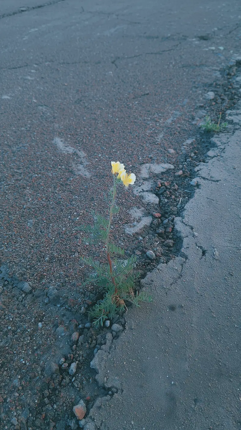 Resilient yellow flower blooming through cracked asphalt pavement