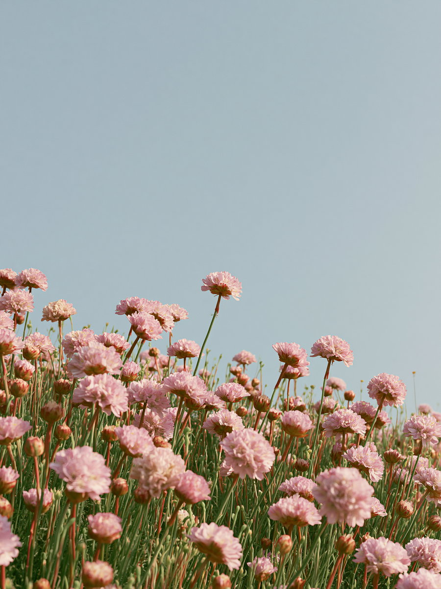 Close-up of numerous pink flowers with green stems against a plain blue sky background