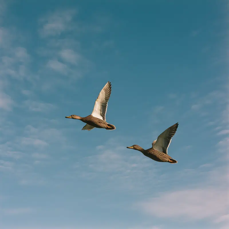 Two ducks gracefully flying through a clear blue sky with light clouds