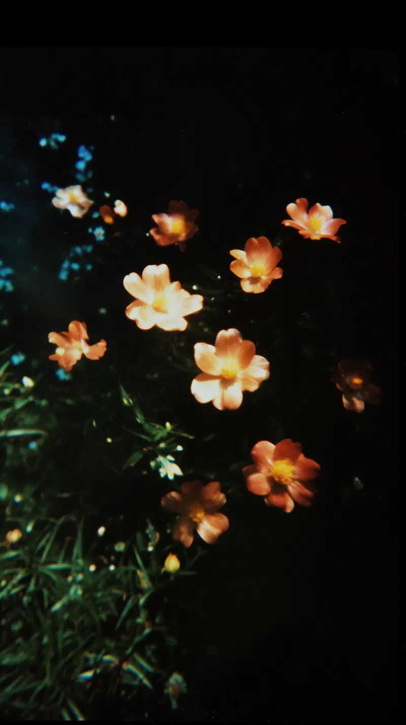 Softly Lit Delicate Orange Flowers Against a Dark Background