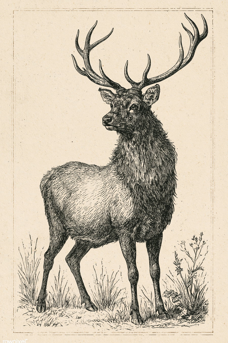 Black and white vintage engraving of a stag with large antlers standing on grass with plants around