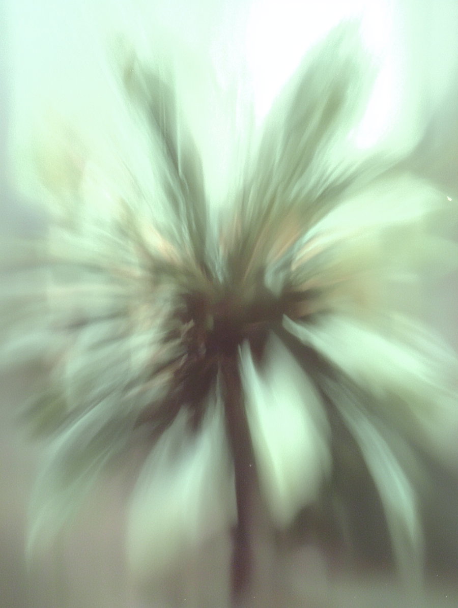 An abstract, blurred image with a central dark shape resembling a tree trunk and radiating light shapes resembling palm fronds, creating a motion effect.