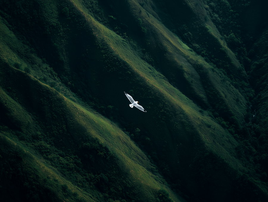 White seagull with wings spread flying above green mountainous terrain with ridges and dense vegetation
