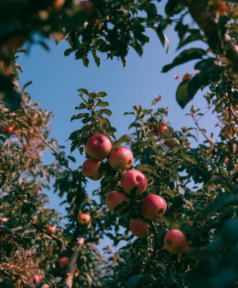 Close-up of ripe apples growing on branches against clear blue sky