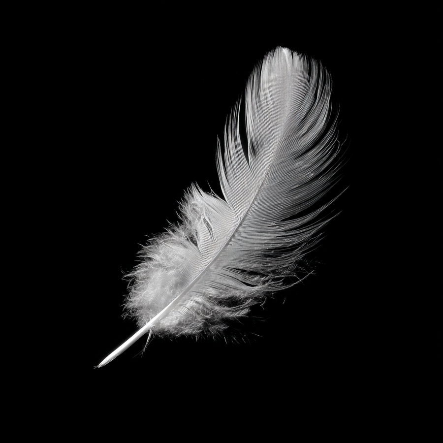 A single white feather with fine details and soft downy parts displayed against a pure black background