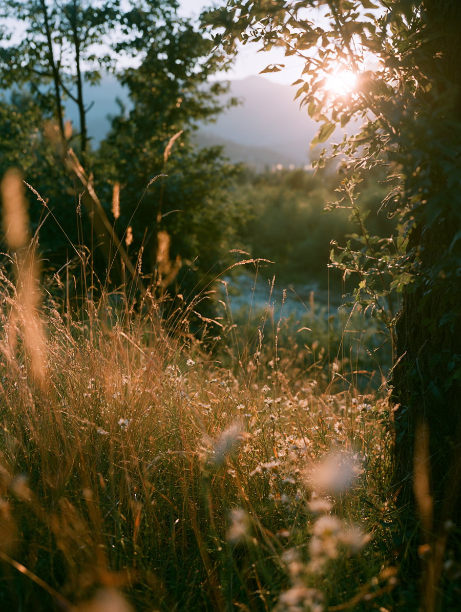 A photographed natural scene with tall grasses, wildflowers, leafy trees, and sunlight filtering through the branches with mountains visible in the background.