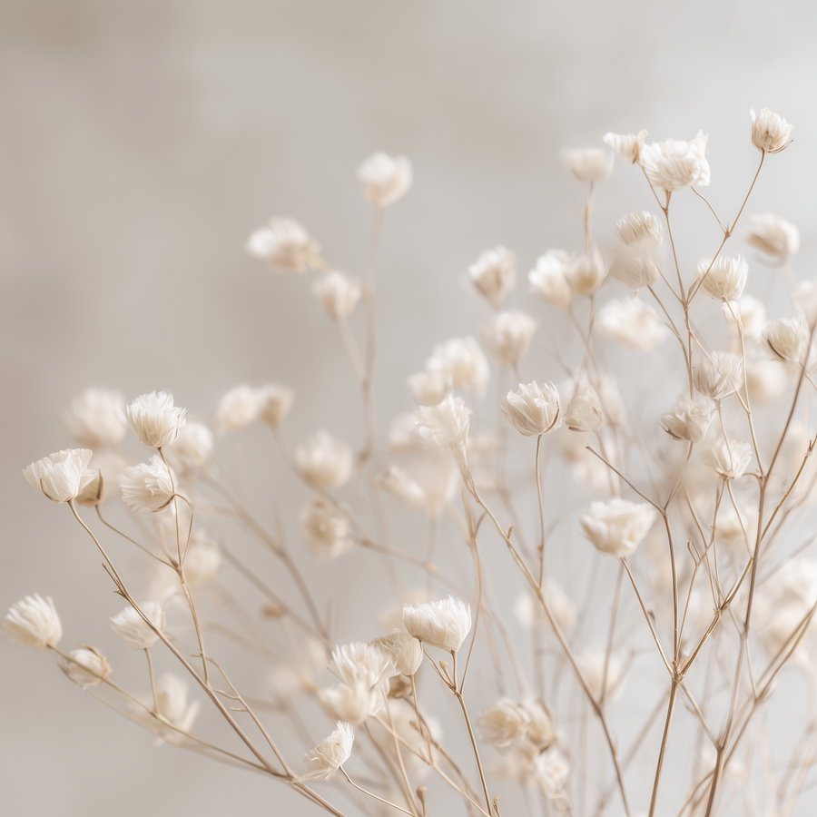 A close-up view of multiple delicate dried white flowers with thin stems on a blurred neutral background