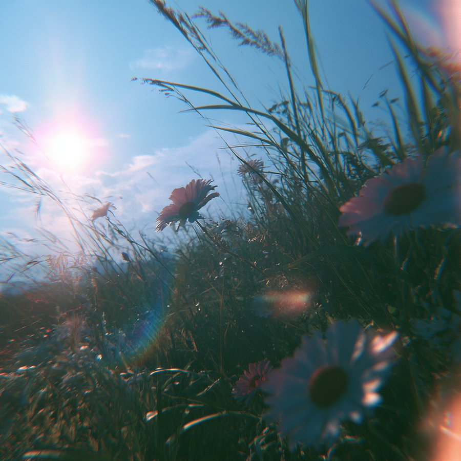 Wildflowers and tall grass under a bright sunlit sky with lens flare effects