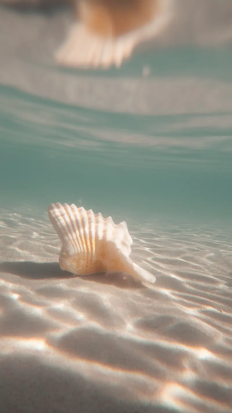 Soft underwater photograph of a seashell resting on the sandy ocean floor