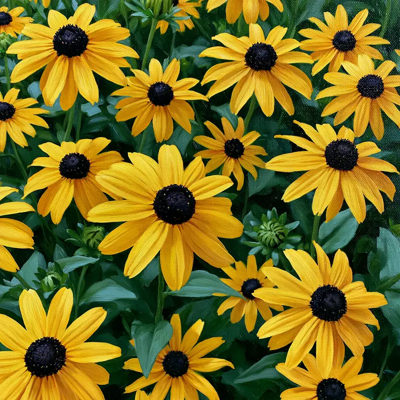 Close-up of bright yellow black-eyed Susan flowers in a lush green garden