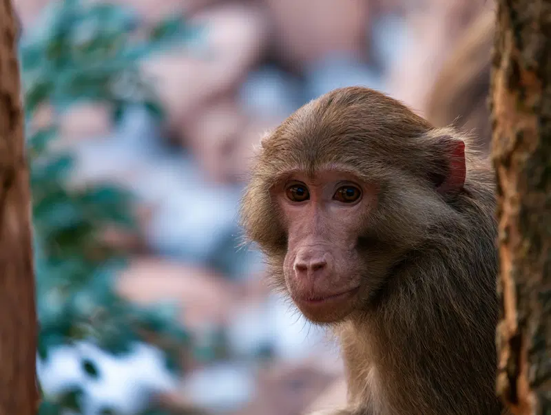 Close-up of a curious monkey peering between tree trunks in natural habitat