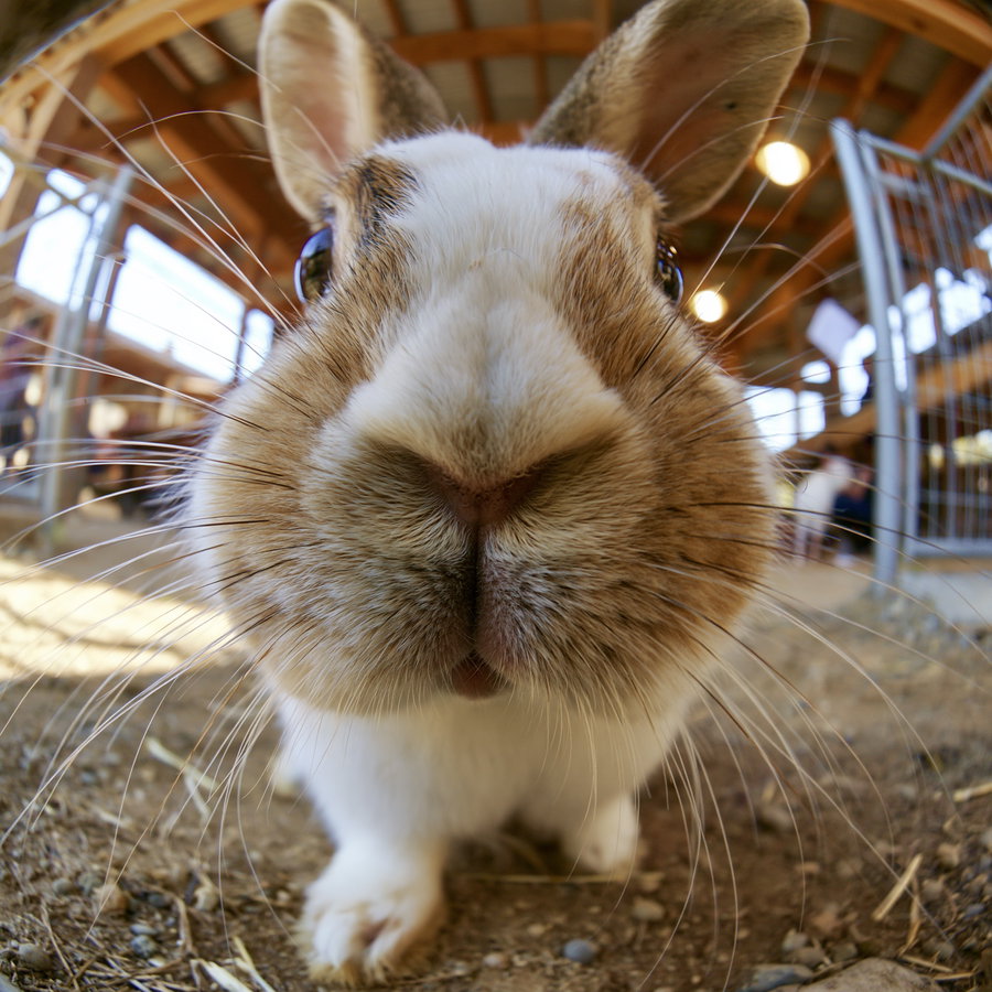 A close-up photo of a brown and white rabbit with large ears inside a barn with wooden beams and metal fencing
