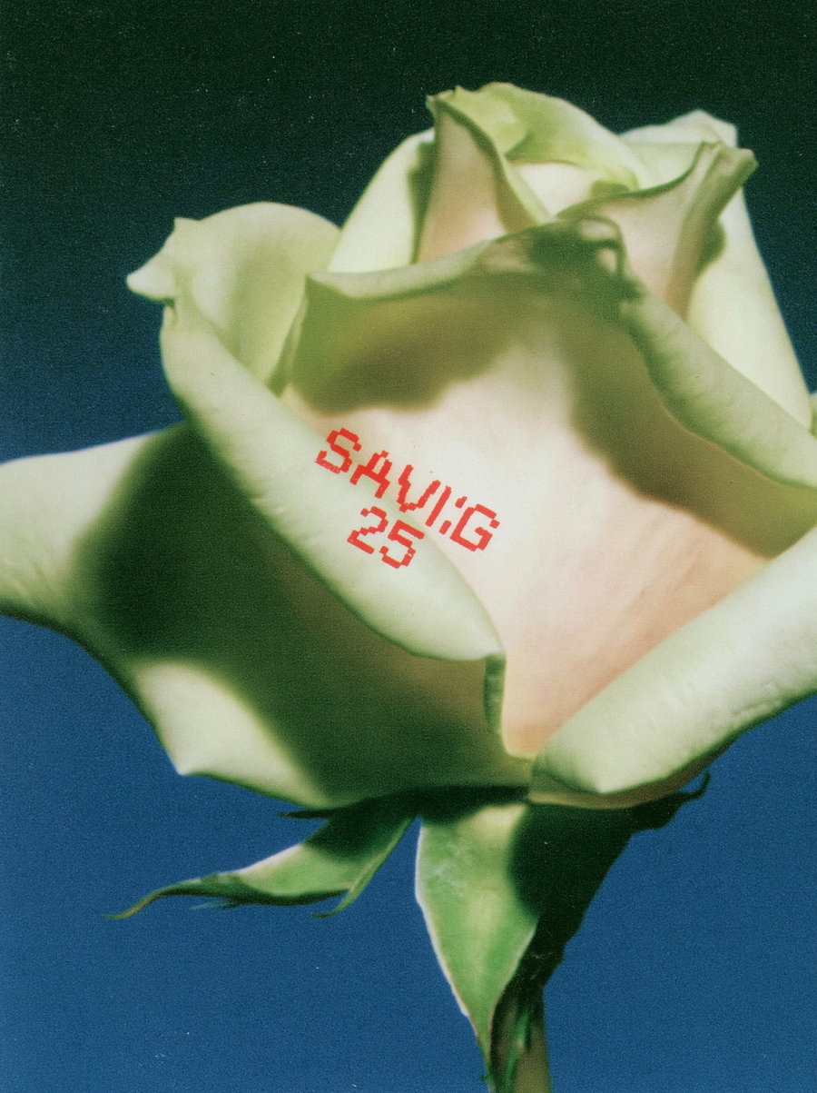 A detailed close-up of a white and pale pink rose with a dark blue background and red text on the petal