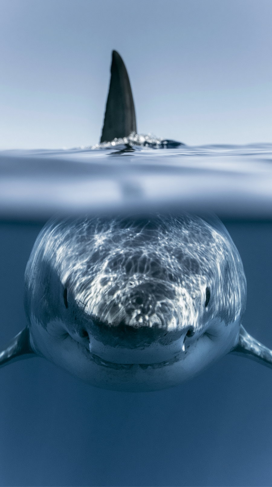Image showing a shark with its dorsal fin above the water surface and its head submerged underwater
