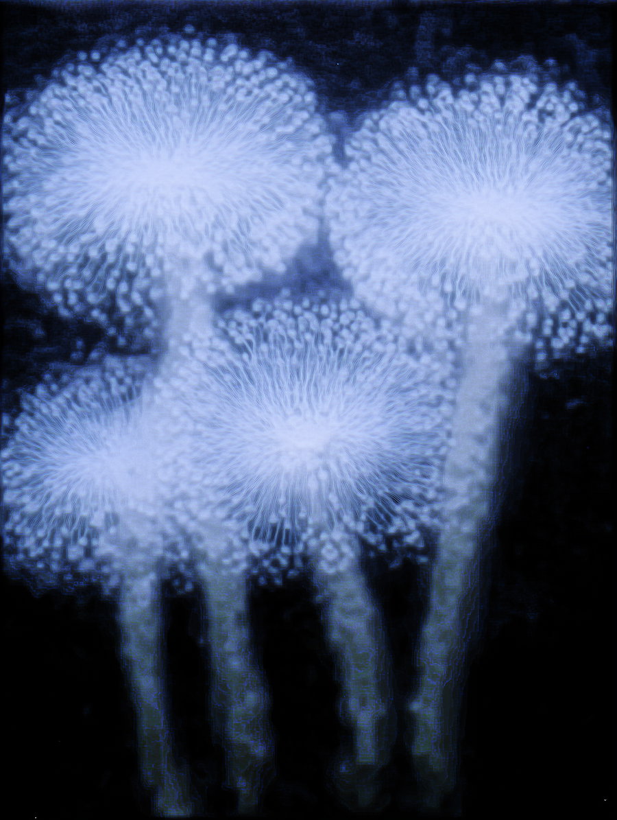 Artwork of four abstract dandelion-like or aquatic plants with intricate radial patterns in light blue tones on a dark background