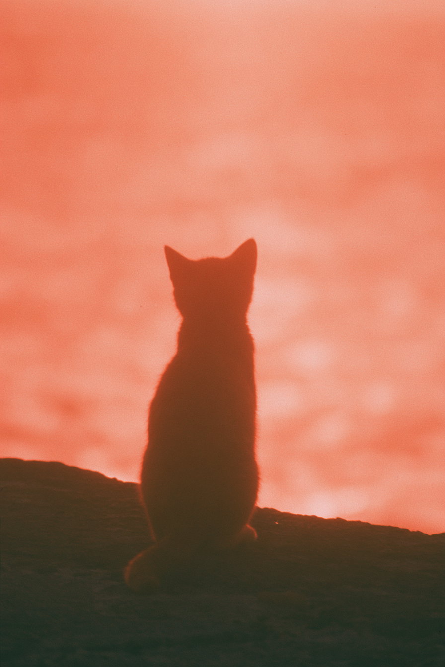 Dark silhouette of a cat sitting on a ledge with a bright orange and pink glowing background