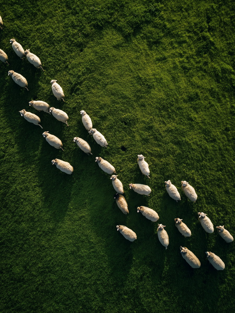 Aerial photo showing a group of white sheep standing on lush green grass casting long shadows