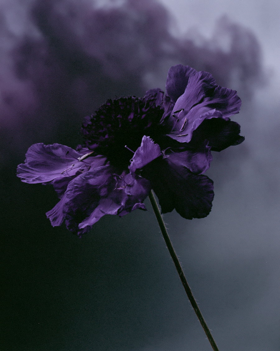 A detailed image of a single purple flower with a dark, blurry background.