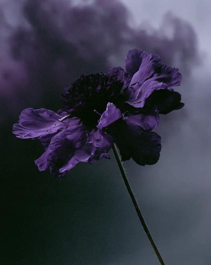 Close-up of a purple flower with detailed petals and dark background