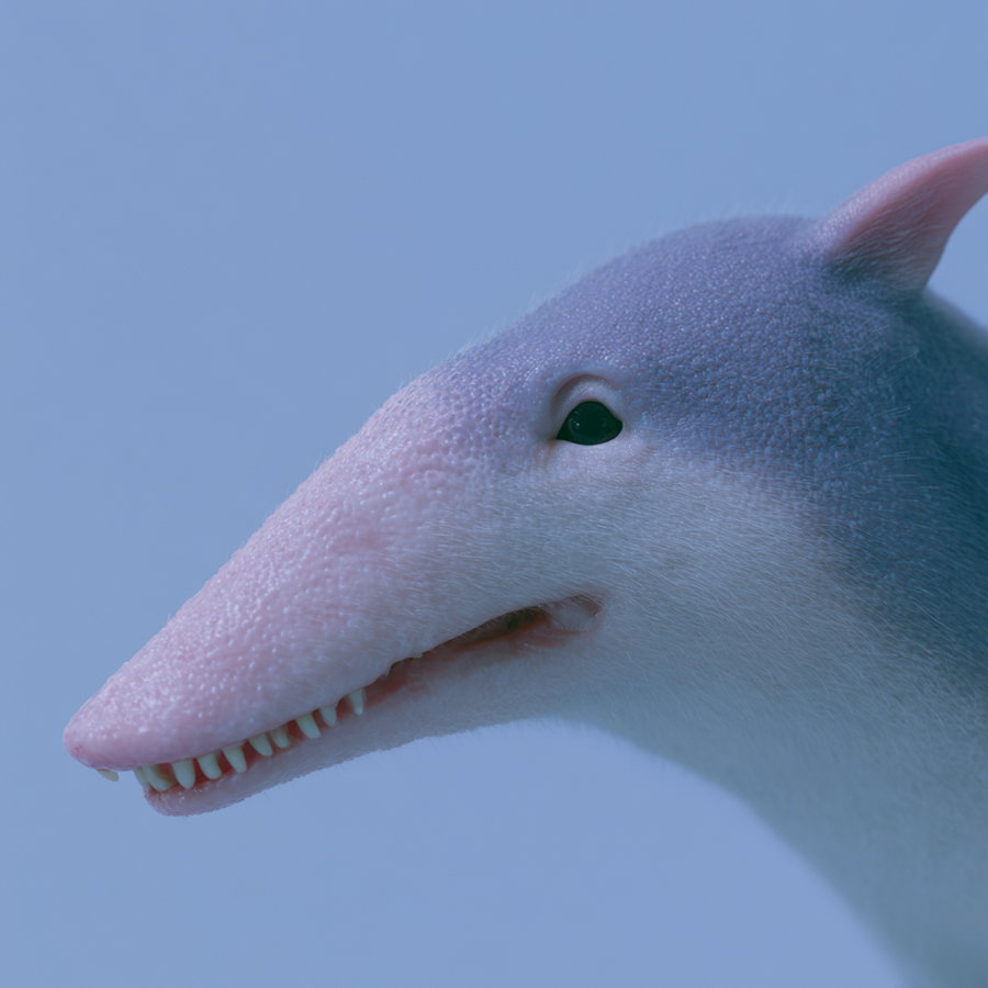 A detailed close-up of an animal head with pink textured skin, small teeth, and a visible eye against a plain blue background