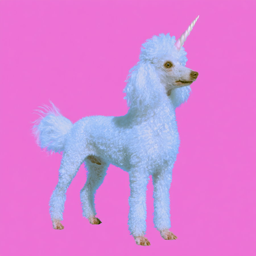 A white poodle dog with curly fur and a spiraled unicorn horn on its head, standing against a solid pink background
