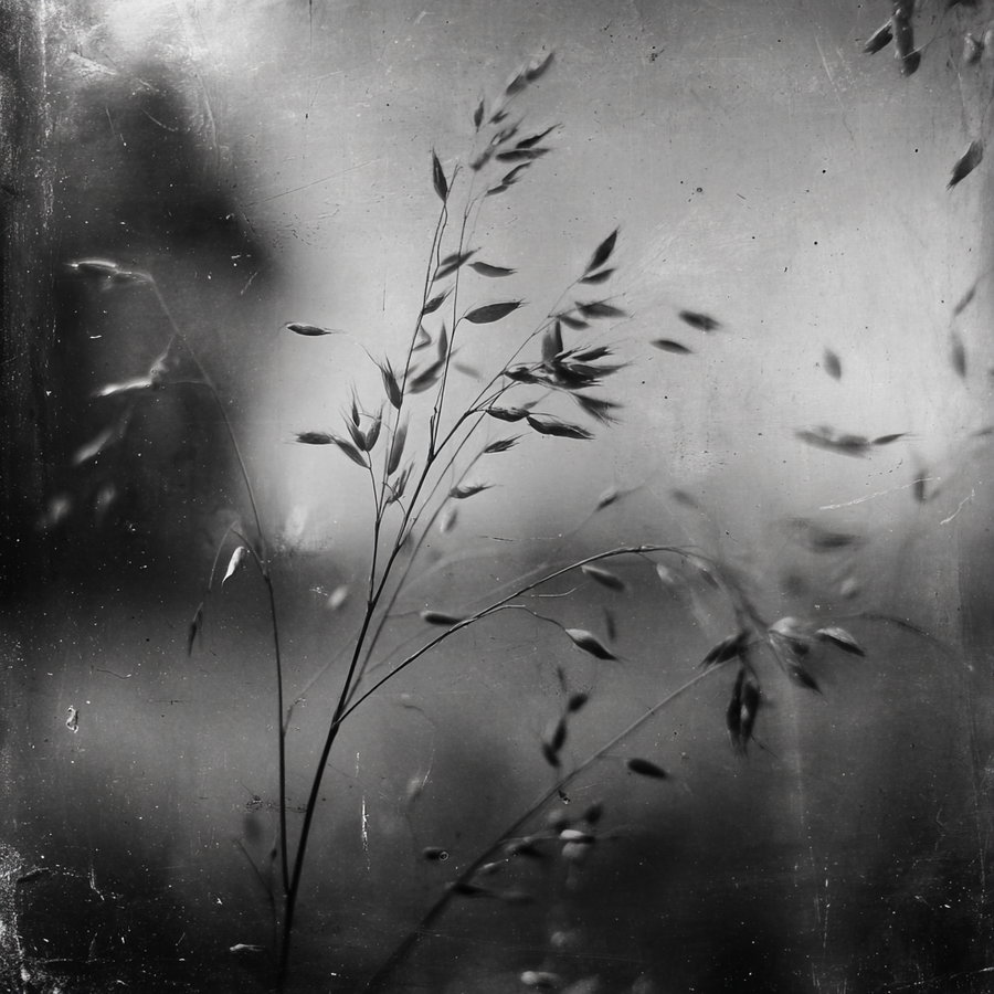 Black and white photo showing delicate grass stems and blades with a soft, blurred background and light scratches