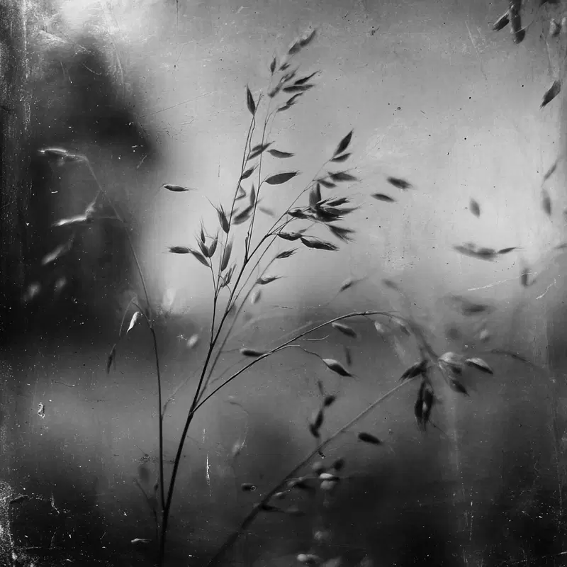 Ethereal black and white photographic print of delicate grass blades