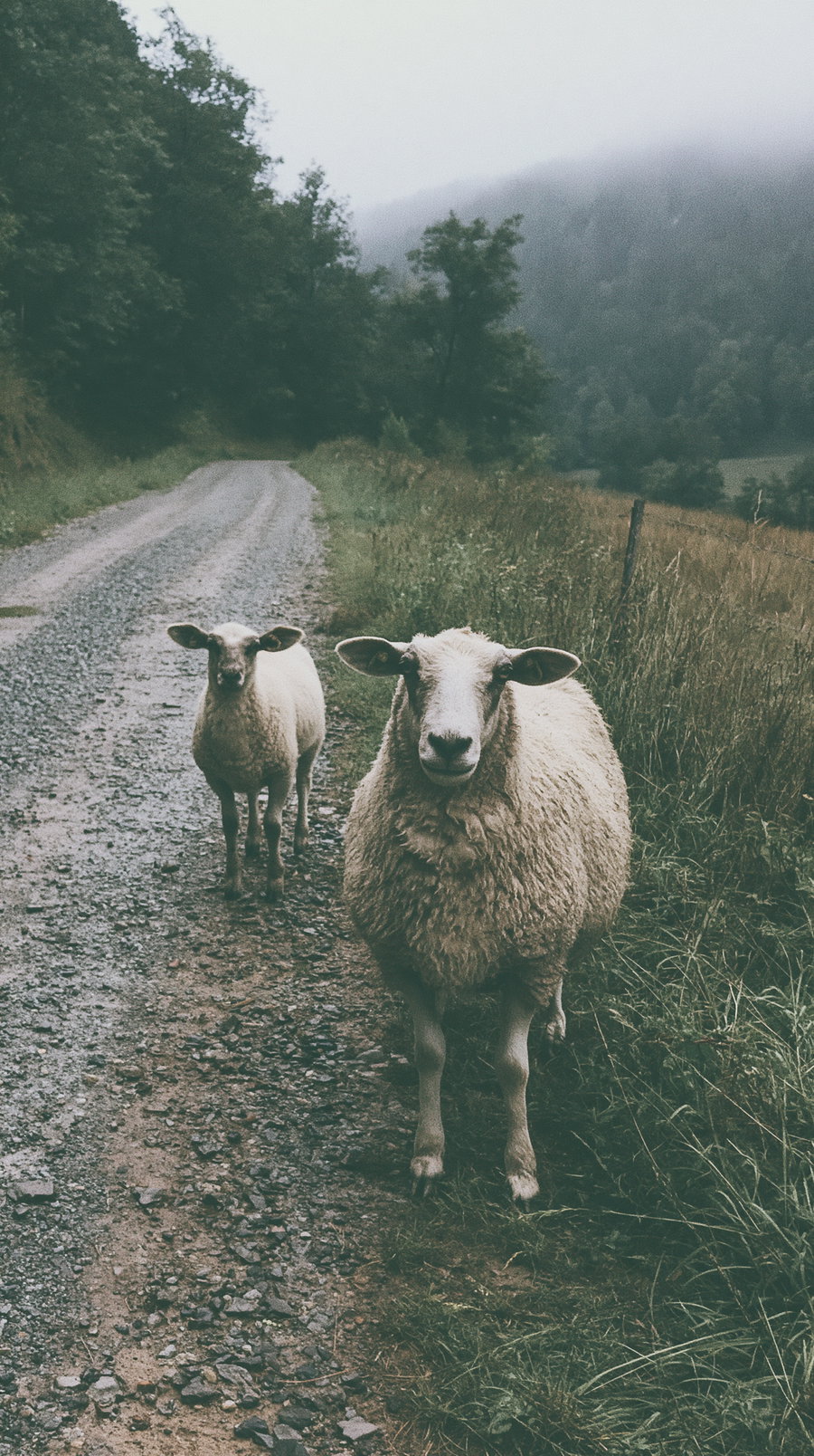 Two sheep standing on a gravel road with grassy fields and trees in the background under cloudy sky