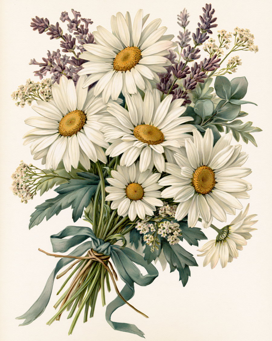 A loose, casually gathered bunch of white daisies with golden centres, soft lavender sprigs, eucalyptus, and sage-green foliage, tied with dusty teal ribbon against a cream background.
