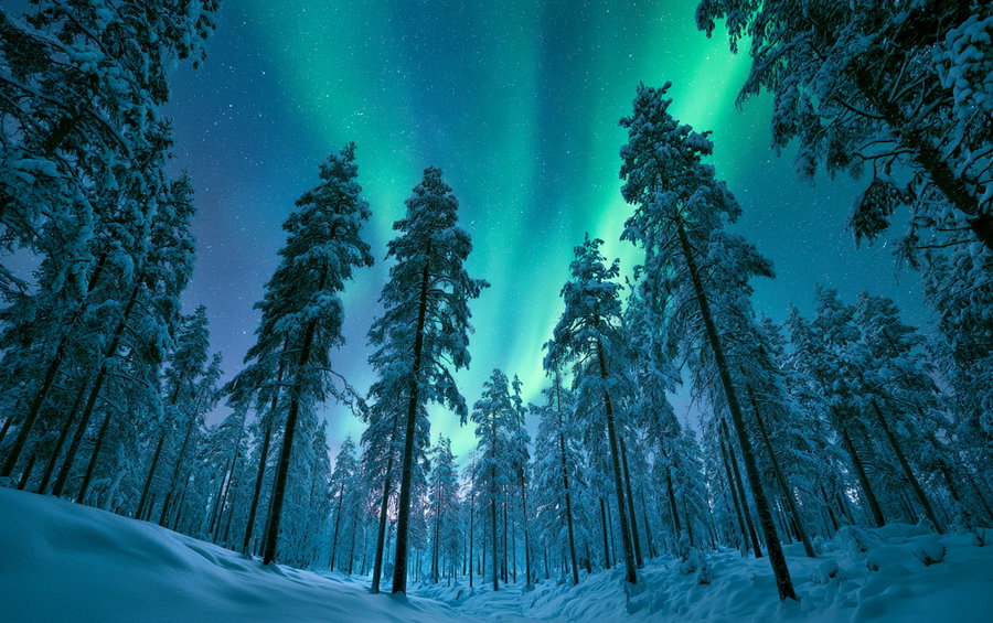 A winter scene featuring towering snow-covered pine trees and a snow-blanketed ground, illuminated by the vibrant green and blue aurora borealis in the sky, dotted with stars.