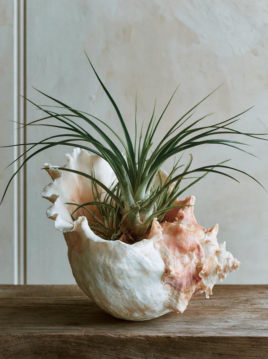 An air plant with long, thin green leaves housed in a large white and pinkish beige conch shell, resting on a wooden surface with a light colored paneled wall in the background.