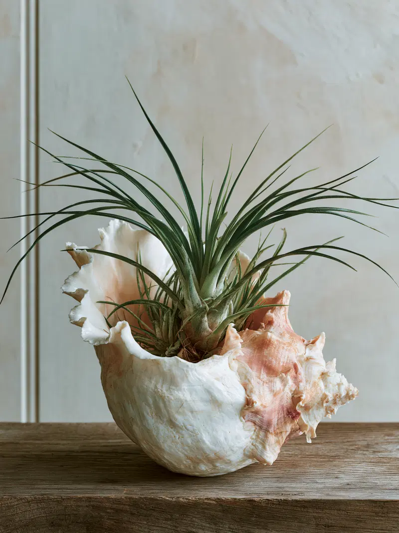 Air Plant in a Conch Shell on a Wooden Surface