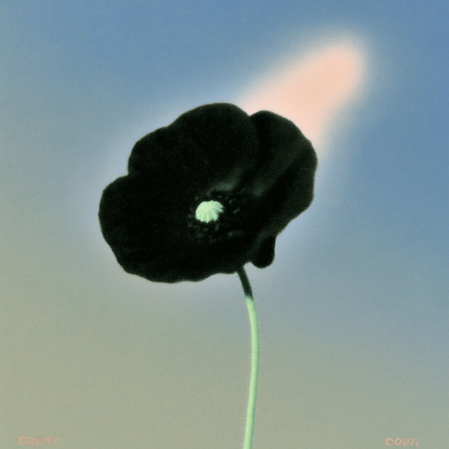 A single black flower stands tall against a soft blue sky, with a hint of gradient color around it.
