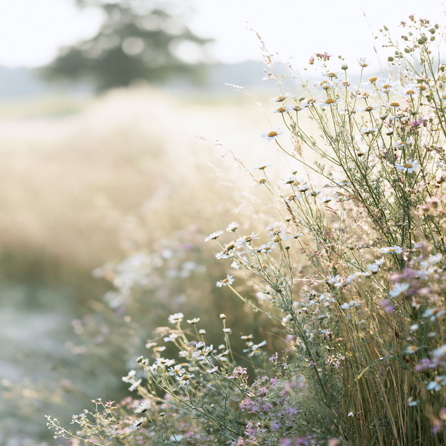 Photorealistic wild herb meadow with soft morning sunlight, featuring delicate wildflowers along the lower and right edges, large clean blurred negative space in the upper left and center, harmonious green, beige, and soft golden tones.