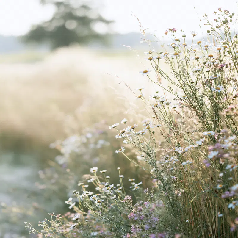 Elegant Natural Herb Meadow at Sunrise for Minimalist Backgrounds