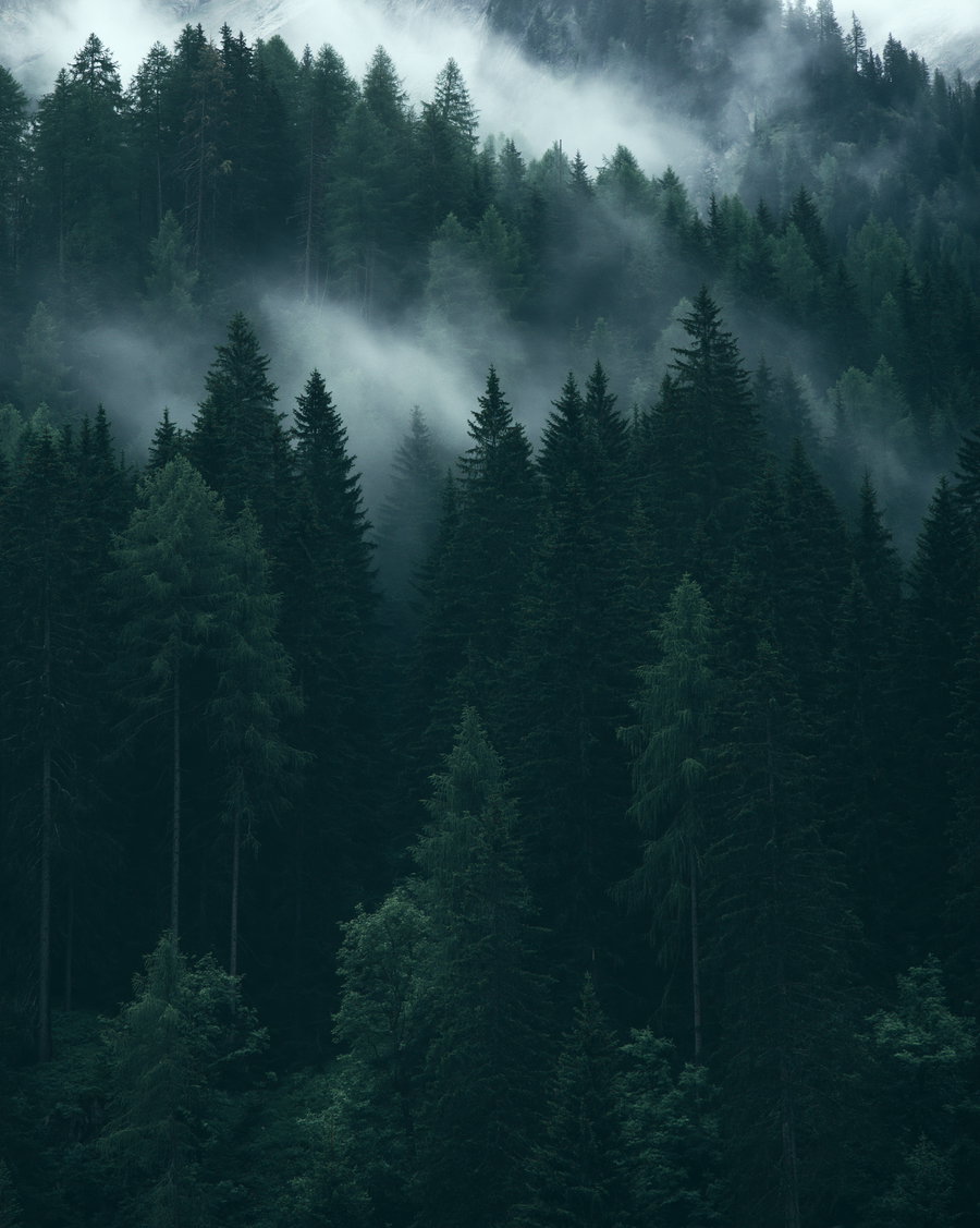Dense pine forest with fog and mist between the trees, dark green tones