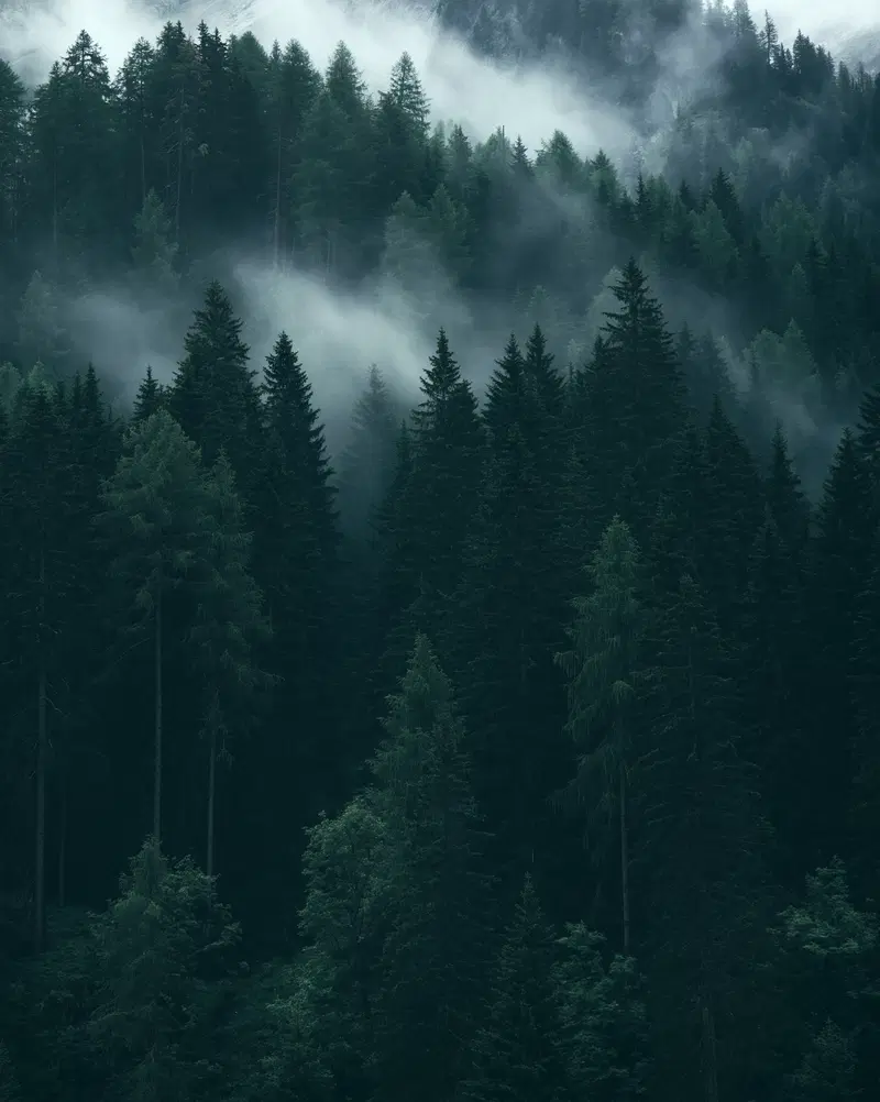 Misty Pine Forest in the Dolomites at Dawn